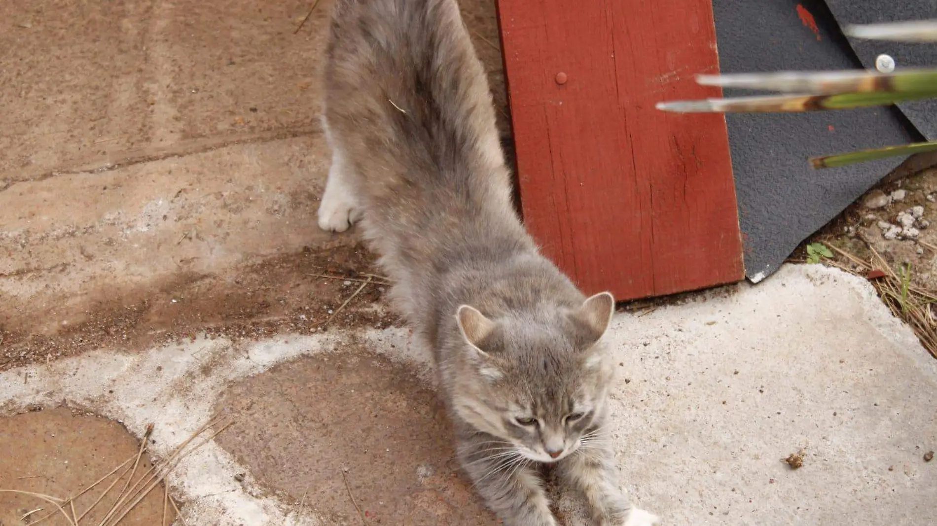 gato animal mascota